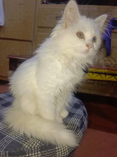 Persian triple coat cat(03194507601)