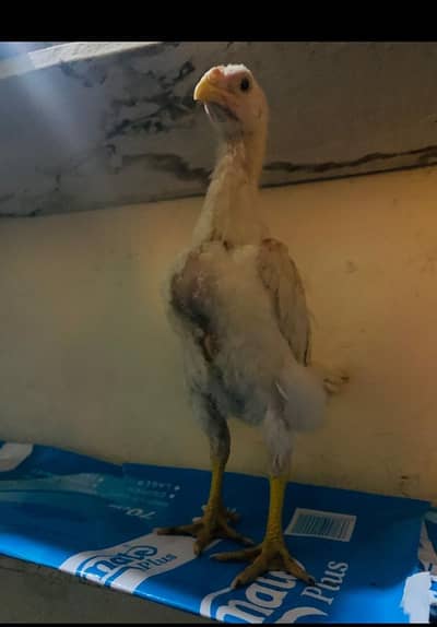 Hira pure shamo chick100. /. high quality 1month45days age or bi hai