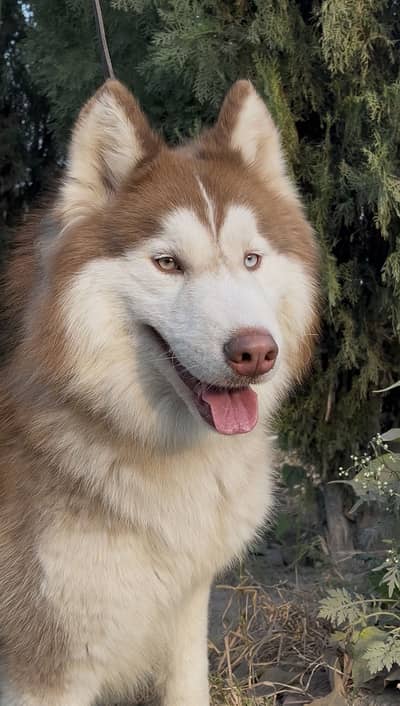 Siberian Husky Male adult confirm stud