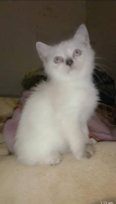 double coated kittens