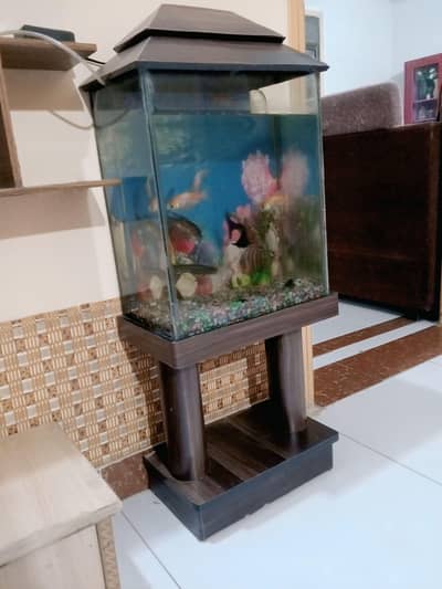 fish aquarium