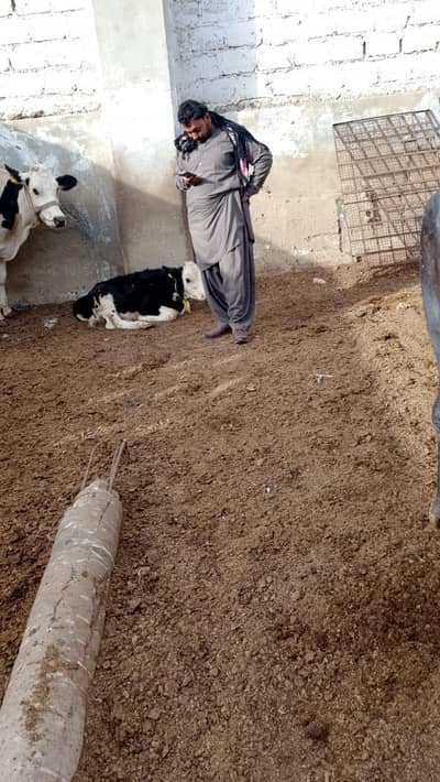 ma apni cow sale kr RHA hn