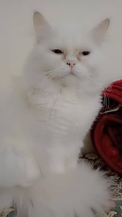 white persian triple cort long hair cat odd eyes