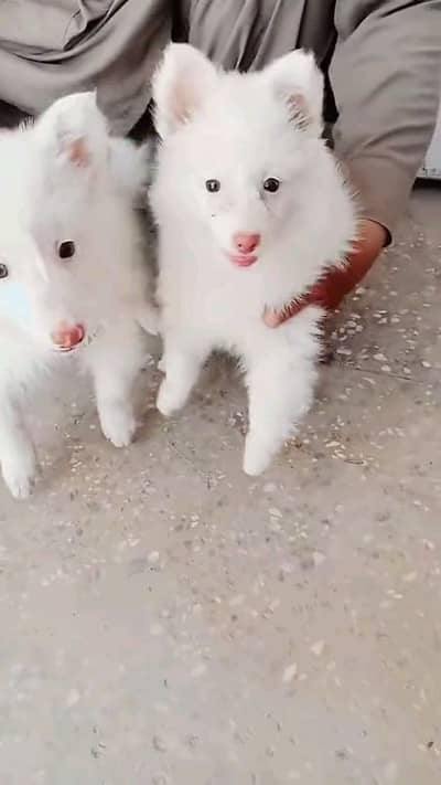 Russian puppies dog pair for sale