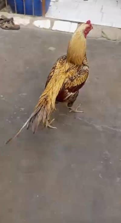 Aseel Shajra Murga/Murgha