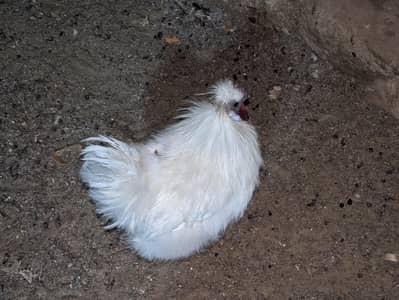 White Silkie Male