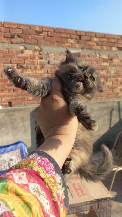 Pure Persian Triple Coat Kittens – 2 Months – Male & Female Available