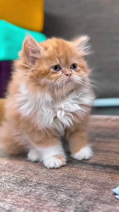 pairsian male female helthy and happy kitten for sale