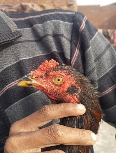 Old And Pure Kmaliya Bloodline HomeBreed Bacha