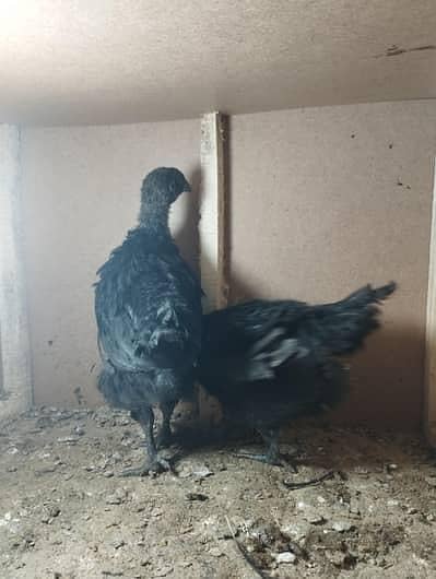 ayam cemani black tounge