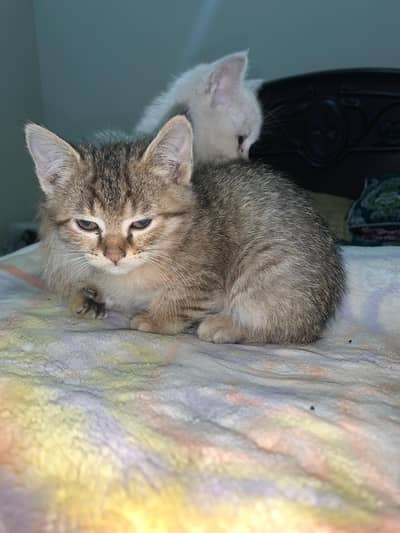 persian cat with persian cross kiittens