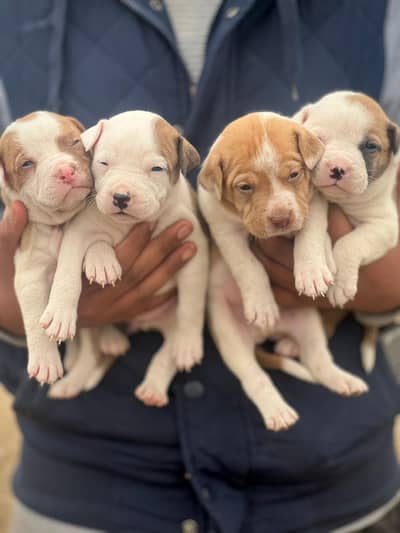 American Pitbull puppy’s