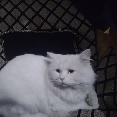 persian cat tripple coat white colour litter trained