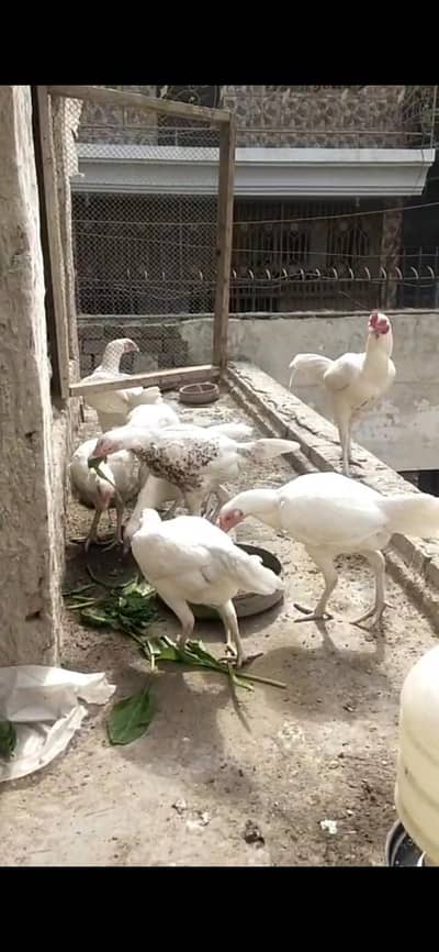 Paper White Heera Aseel