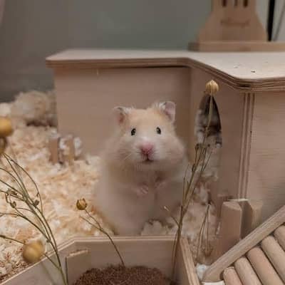 Hamster breading pair and baby's are available now