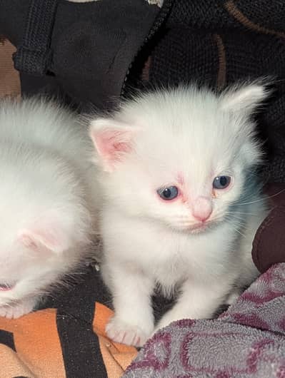 Pure White Persian Kittens | 2 Months | Multan 