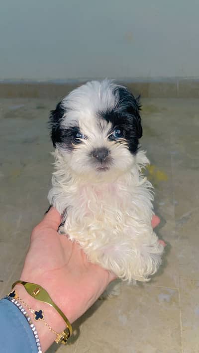 Shihtzu puppies