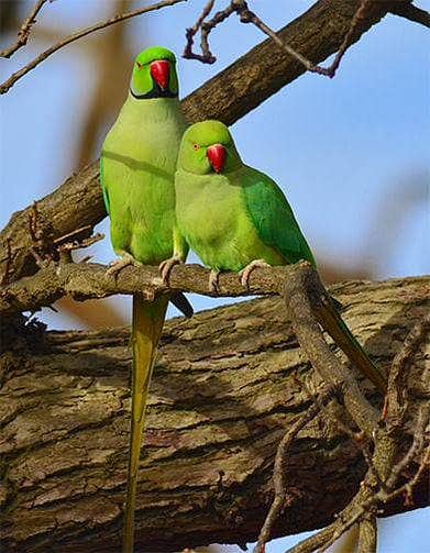 ringneck parrot pair