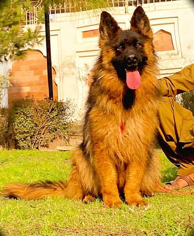 proper long coat German Shepherd female age 8 month
