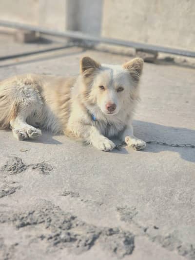 Russian Dog urgent sale