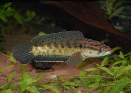 Dwarf Snakehead (Channa) Full Setup for Sale