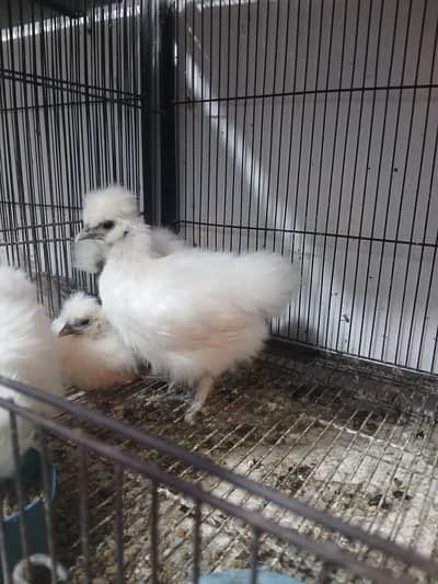 White silky Golden buff and bentum chicks
