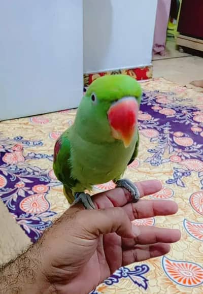 Kashmir raw parrot for sale 9 month age Whatsapp no 03222352063
