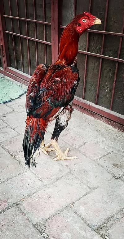 High Quality band gaddi Aseel male 03204581798