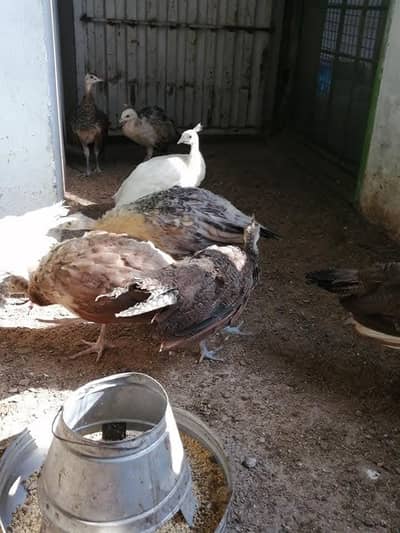 Green Java chicks for sale 03478614132 call whatsap