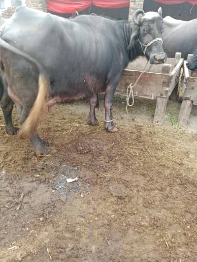 Buffalo /Bhains. /Neeli Ravi Bhans