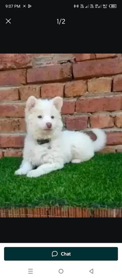 Russian puppy Dogs for sale 2 month age