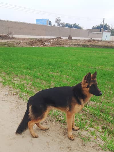 German Shepherd black mask 9 month male