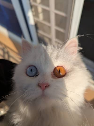Persian triple coated odd eyes female