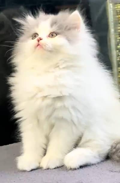 Persian cat Blue eyes vaccinated WhatsApp number03491408599