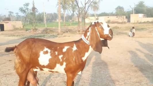 desi Bakri for Sale Call 03238705121