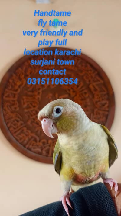 hand tame pineapple conure