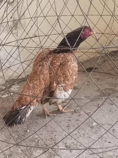 aseel lakha mianwali madi hen