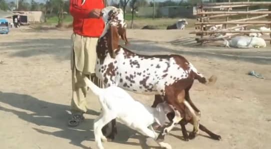 desi Bakri for Sale Call number 03238705121