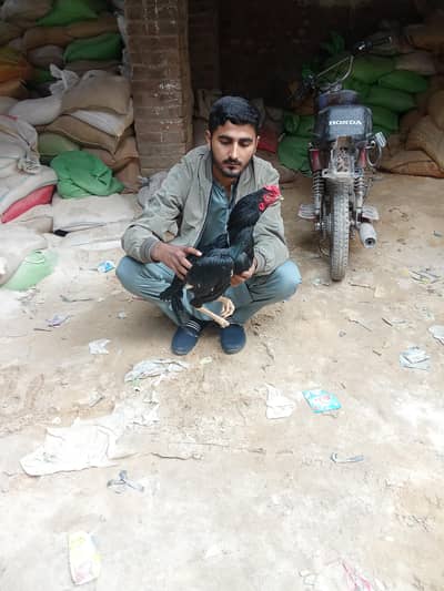 aseel hens BHOOTH acha laryi ki thi BHOOTH acha larta