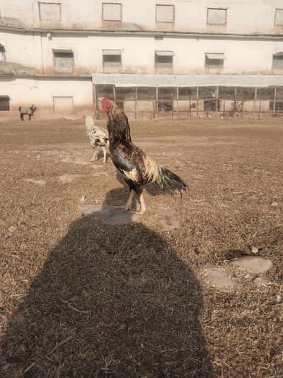 aseel murga 6month age for sale