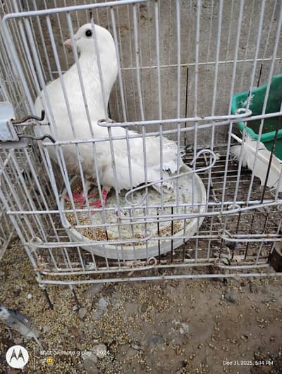 urgent sale birds n animals