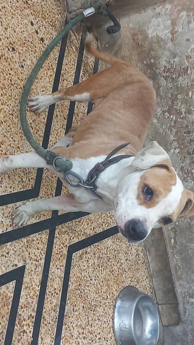 Pitbul and Bull mastif  female available for sale