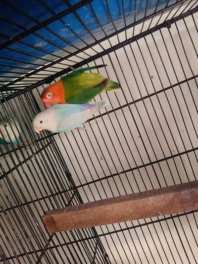 Lovebirds