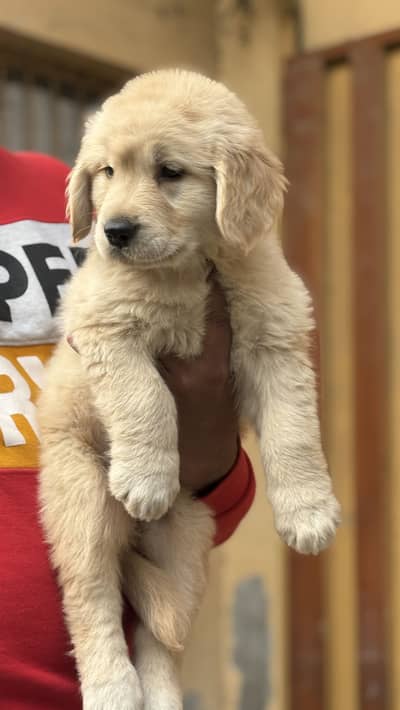 GOLDEN RETRIEVER FEMALE PUP