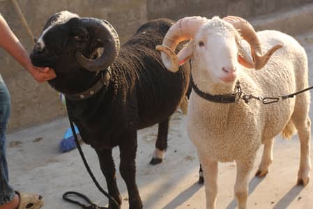 Marino Sheep Long Tail