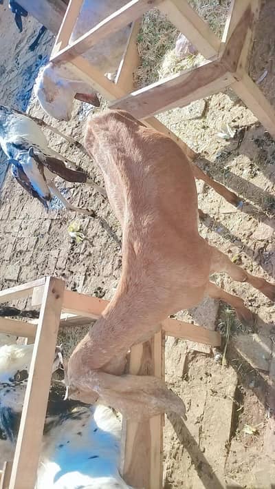 gaban bakriyan for sell  ajao le Jao active maal