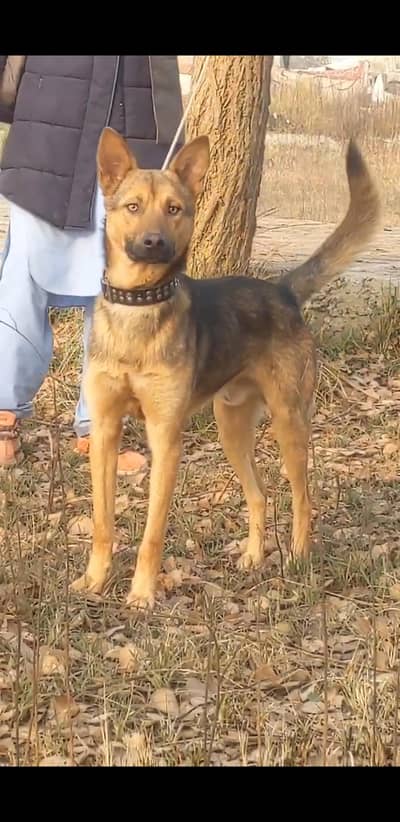 bagryari mail dog  1. sal ka he