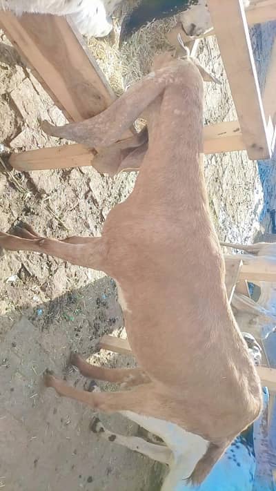 gaban bakriyan for sell  active bakriyan