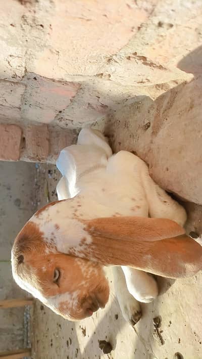 gaban bakriyan for sell active female gaban bakriyan