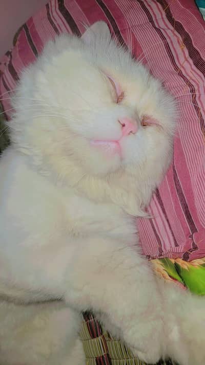 Persian cat triple coat